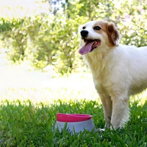 Comedouro Para Cães Família De Estimação Tamanho G Rosa